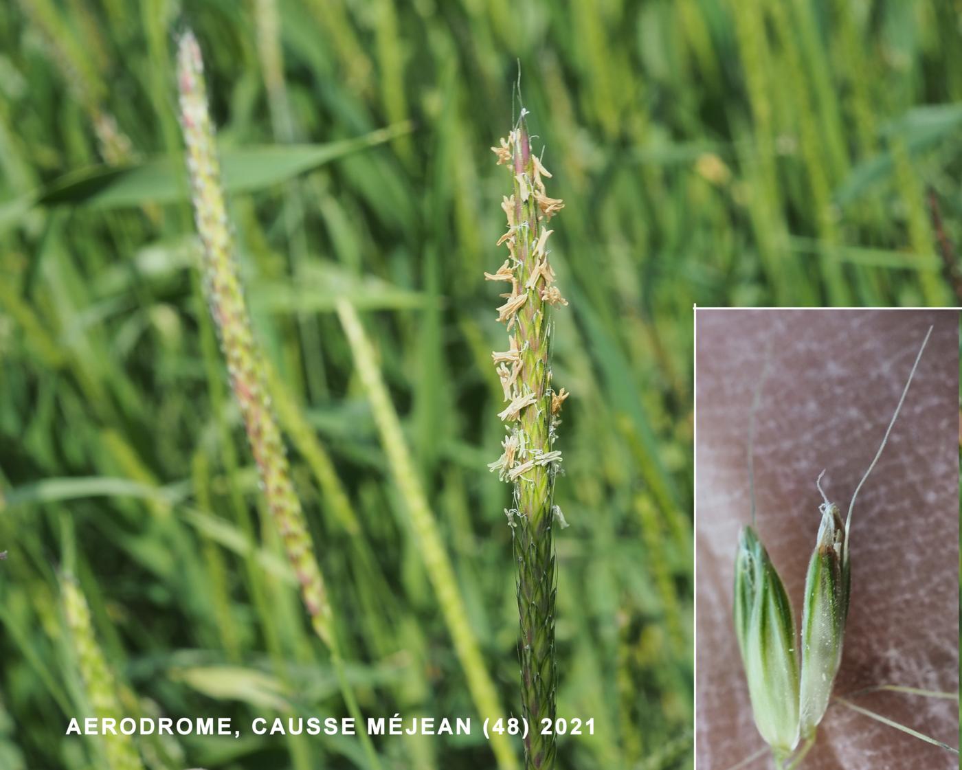 Fox-tail, Slender flower